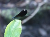 Ebony Jewel Wing Damselfly