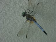 dragon fly