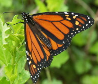 Monarch Butterfly