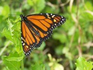 Monarch Butterfly