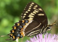 Black Swallowtail (Papilio polyxenes)