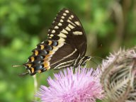 Black Swallowtail (Papilio polyxenes)