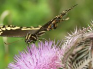 Black Swallowtail (Papilio polyxenes)