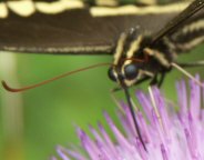 Black Swallowtail (Papilio polyxenes)