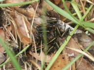 Eastern Lubber Grasshoppers