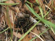 Eastern Lubber Grasshoppers