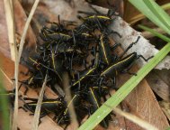 Eastern Lubber Grasshoppers