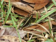 Eastern Lubber Grasshoppers