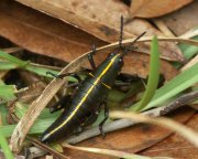 Eastern Lubber Grasshoppers