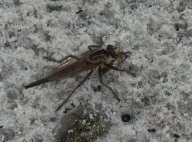 Robber Fly