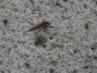 Robber Fly