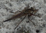 Robber Fly