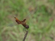 Dragon Fly