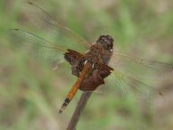 Dragon Fly