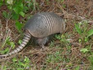 9-banded armadillo