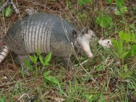 9-banded armadillo