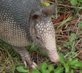 9-banded armadillo