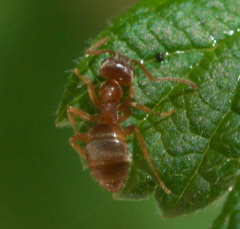 P1050927a.jpg