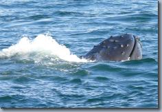 2008, Alaska by Boat