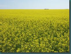 Location: Canada PICT6029.jpg