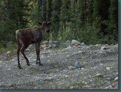 Location: Canada PICT6050.jpg