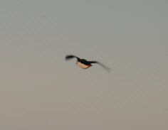 Puffins on Amagat Island