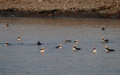 Puffins on Amagat Island