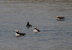 Puffins on Amagat Island