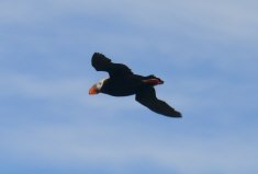 Puffins on Amagat Island