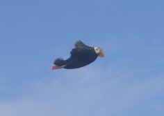 Puffins on Amagat Island