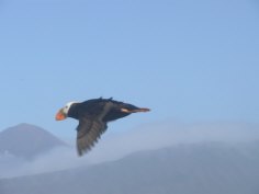 Puffins on Amagat Island