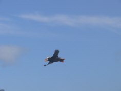 Puffins on Amagat Island