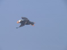 Puffins on Amagat Island