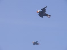 Puffins on Amagat Island