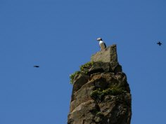 Puffins on Amagat Island