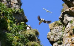 Puffins on Amagat Island