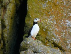 Puffins on Amagat Island