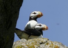 Puffins on Amagat Island