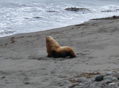 Steller Sea Lion