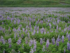 Adak Island