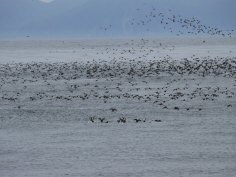 Koniuji Island