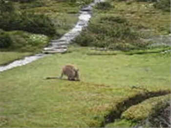 wallaby.jpg