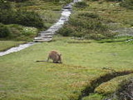 Wallaby Movie