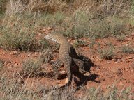 woomera