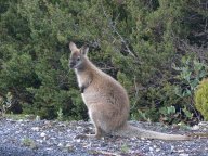 cradleMountain