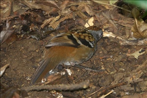 DSC06770a.jpg