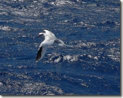 P1010288.JPG, 1210x958 red-billed tropicbird