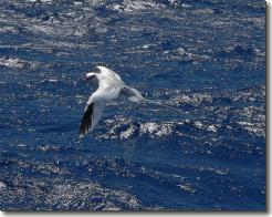 red-billed tropicbird