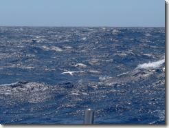 red-billed tropicbird