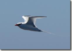 red-billed tropicbird